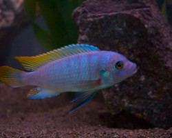 Pseudotropheus Ice Blu Sm