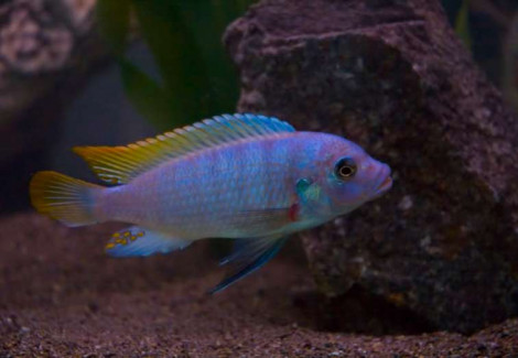 Pseudotropheus Ice Blu Sm