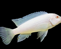 Pseudotropheus Socolofi Albino M