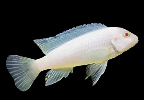 Pseudotropheus Socolofi Albino M