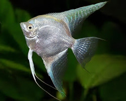 Pterophyllum Sc. Platino M