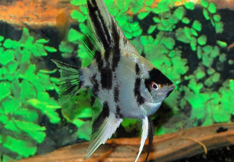 Pterophyllum Scalare Koi M