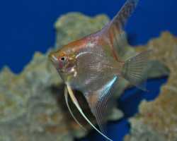 Pterophyllum Scalare Oro M