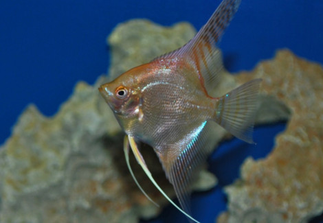 Pterophyllum Scalare Oro M