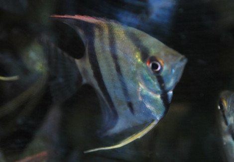 Pterophyllum Scalare Sm