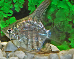 Pterophyllum Scalare Zebra  M