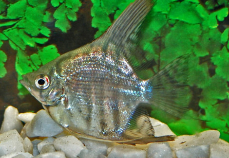 Pterophyllum Scalare Zebra  M