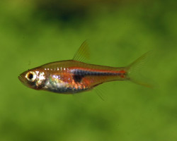 Rasbora Hengeli L