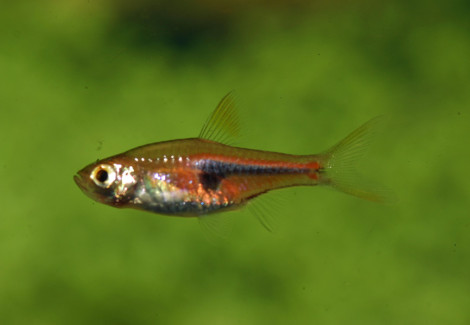 Rasbora Hengeli L