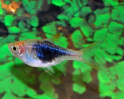 Rasbora Heteromorpha Blu M