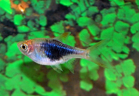 Rasbora Heteromorpha Blu M