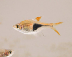 Rasbora Heteromorpha L