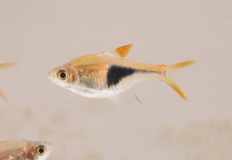 Rasbora Heteromorpha L