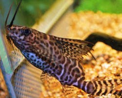 Synodontis Eupterus Sm