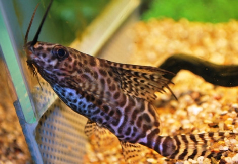 Synodontis Eupterus Sm