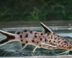 Synodontis Petricola M