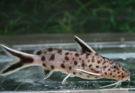 Synodontis Petricola M