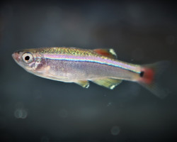 Tanichthys Albonubes S