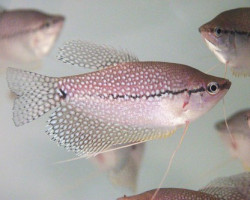 Trichopodus Leeri L