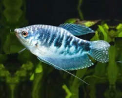 Trichopodus Trichopterus Blu M