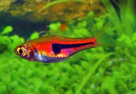 Trigonostigma (Rasbora) Espei L