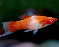 Xiphophorus Helleri Kohaku M