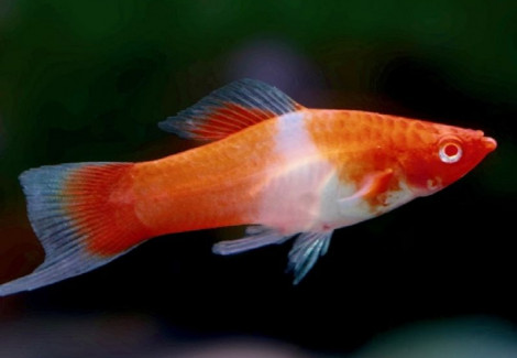 Xiphophorus Helleri Kohaku M