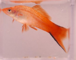 Xiphophorus Helleri Pink Comet Xl