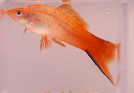 Xiphophorus Helleri Pink Comet Xl