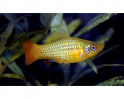 Xiphophorus Variatus L