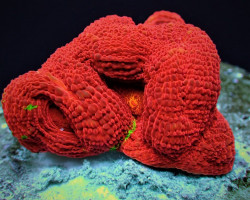 Acanthastrea Bowerbanki (Bleeding Apple) (Frag) M