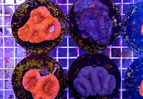 Acanthastrea Bowerbanki (Frag) M