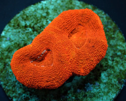 Acanthastrea Bowerbanki (Ultra) (Frag) M