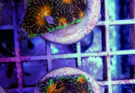 Acanthastrea Echinata Premium (Frag) M