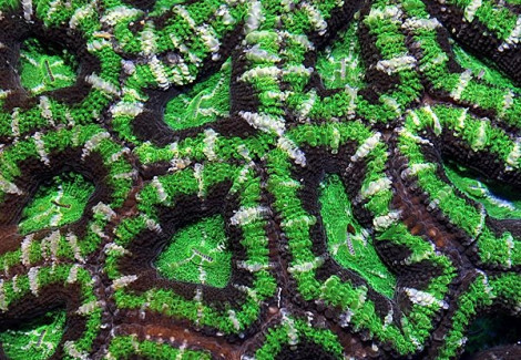 Acanthastrea Lordhowensis (Green Premium) L