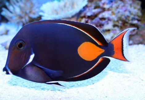 Acanthurus Achilles M