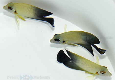 Acanthurus Chronixis S