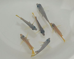 Acanthurus Coeruleus (Juv.) S