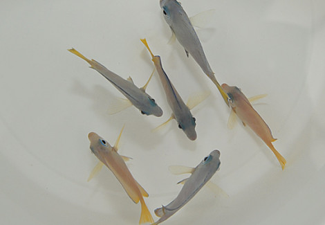 Acanthurus Coeruleus M