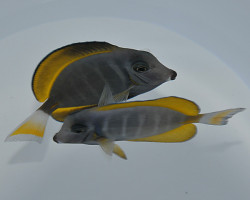 Acanthurus Leucosternon X Nigricans (Hybrid) M