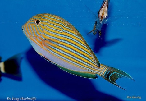 Acanthurus Lineatus M