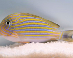 Acanthurus Lineatus Xxl