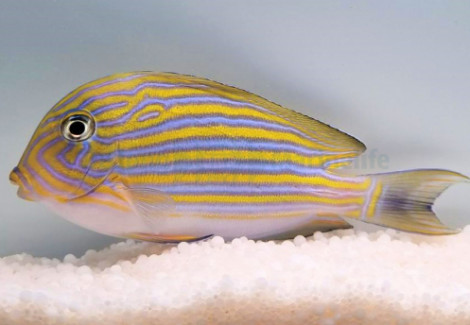 Acanthurus Lineatus Xxl