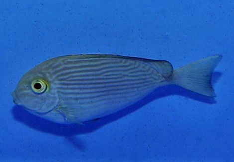 Acanthurus Maculiceps M