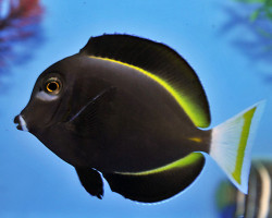 Acanthurus Nigricans M