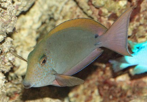 Acanthurus Nigrofuscus M