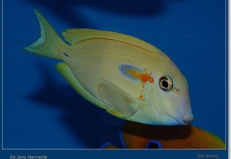 Acanthurus Olivaceus S