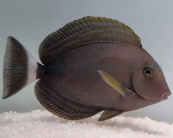 Acanthurus Xanthopterus S