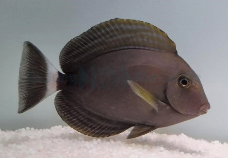 Acanthurus Xanthopterus S