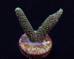 Acropora Abrolhosensis (Frag) M